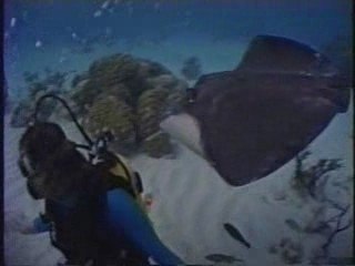 Stingray City and Beach Bay Reef