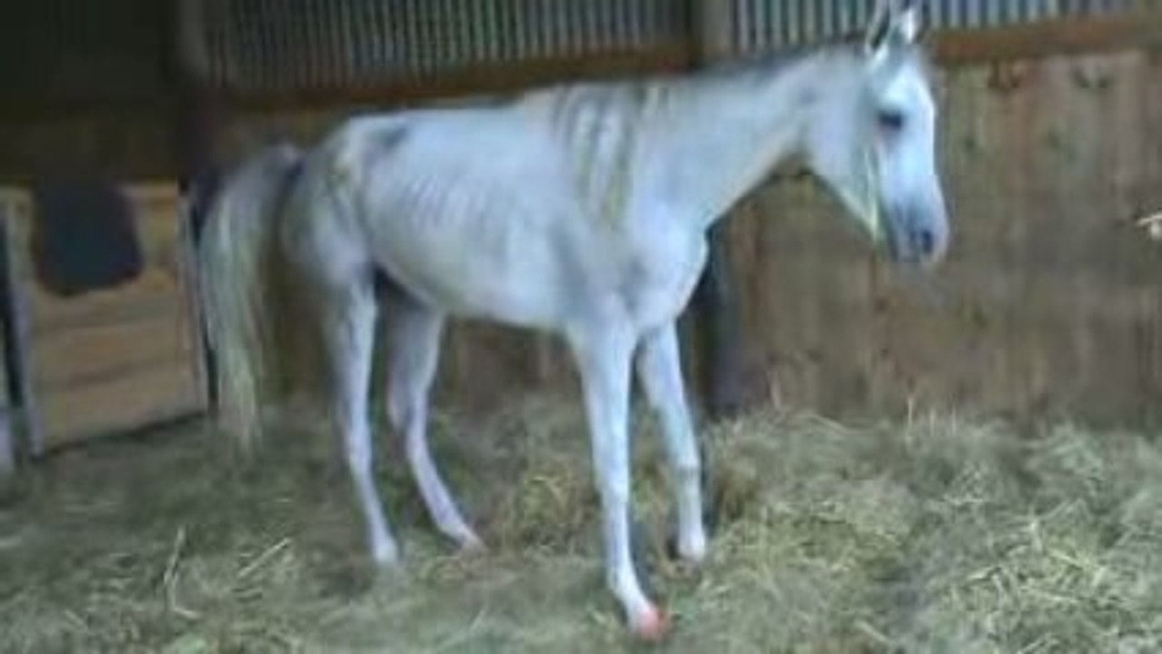 Alska debout