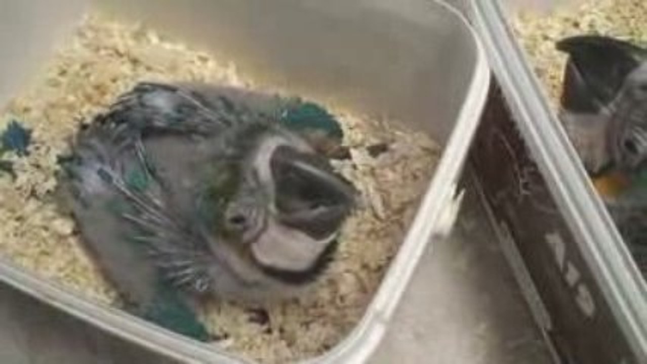 2ème  vidéo des bébés ara à 2 mois le 26 septembre 09