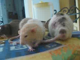 Mes quatres gros pépères d'amour!