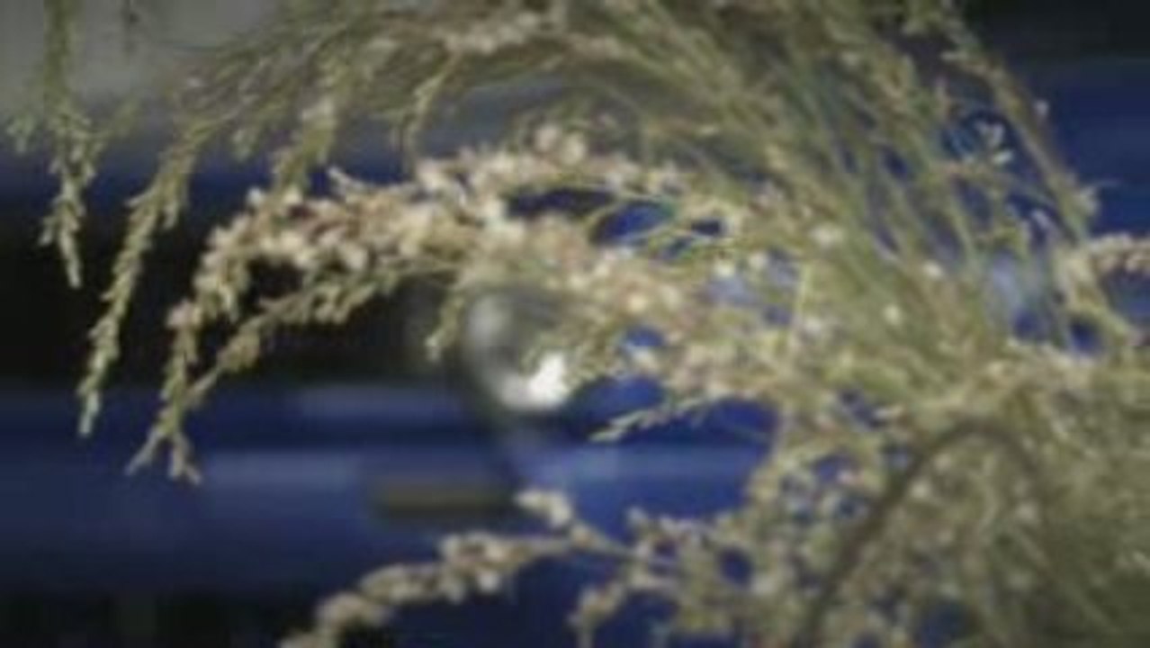 wagenwerks MkII Gti  Eric shivley german look