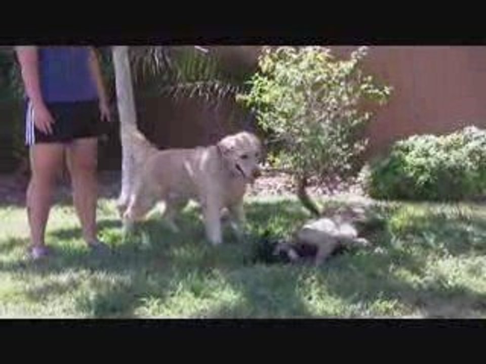 Dog Aggression or Dominance Scuffle? Can You Tell?