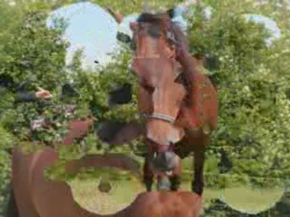 le cheval.............