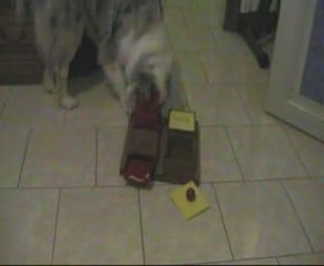 Daika joue aux boites