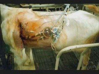 Vidéo Sur La Souffrance Animale