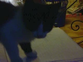 pitit chat, pitit con 4 manouche :)
