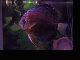 vidéo turquoise x brun