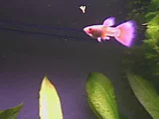 Platinum Alb. Lepistes