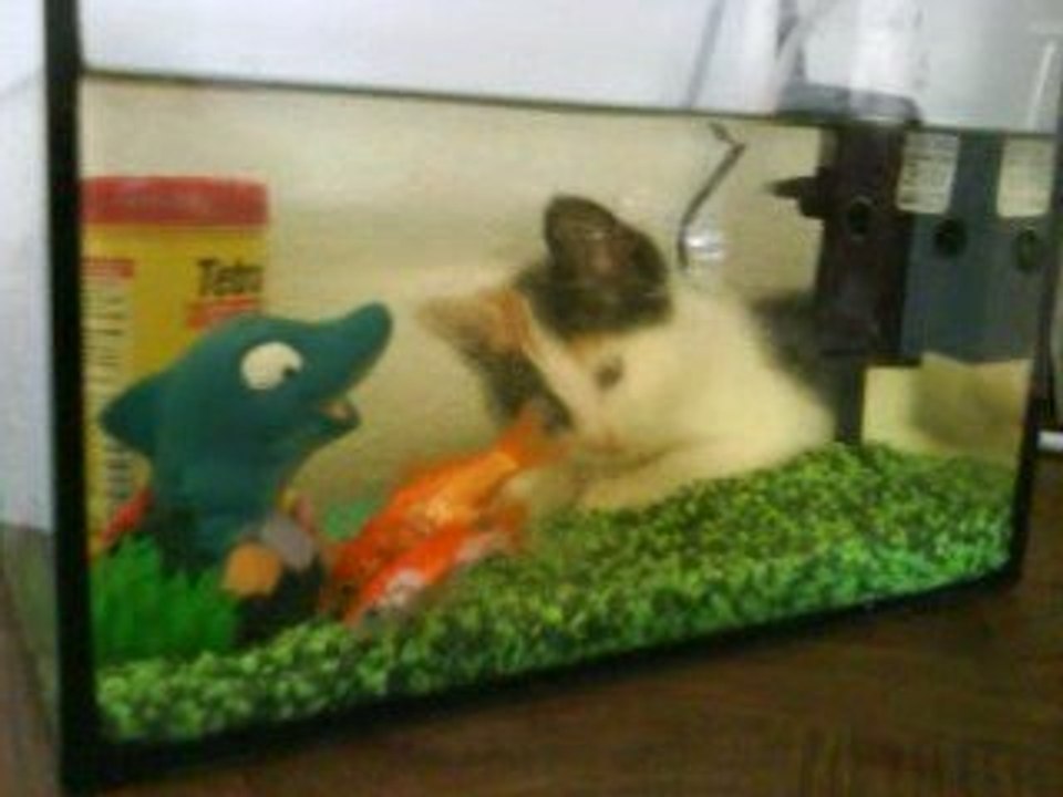 CHATON RIGOLO