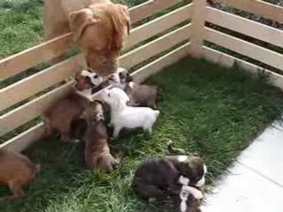 chiot boxer F bringé