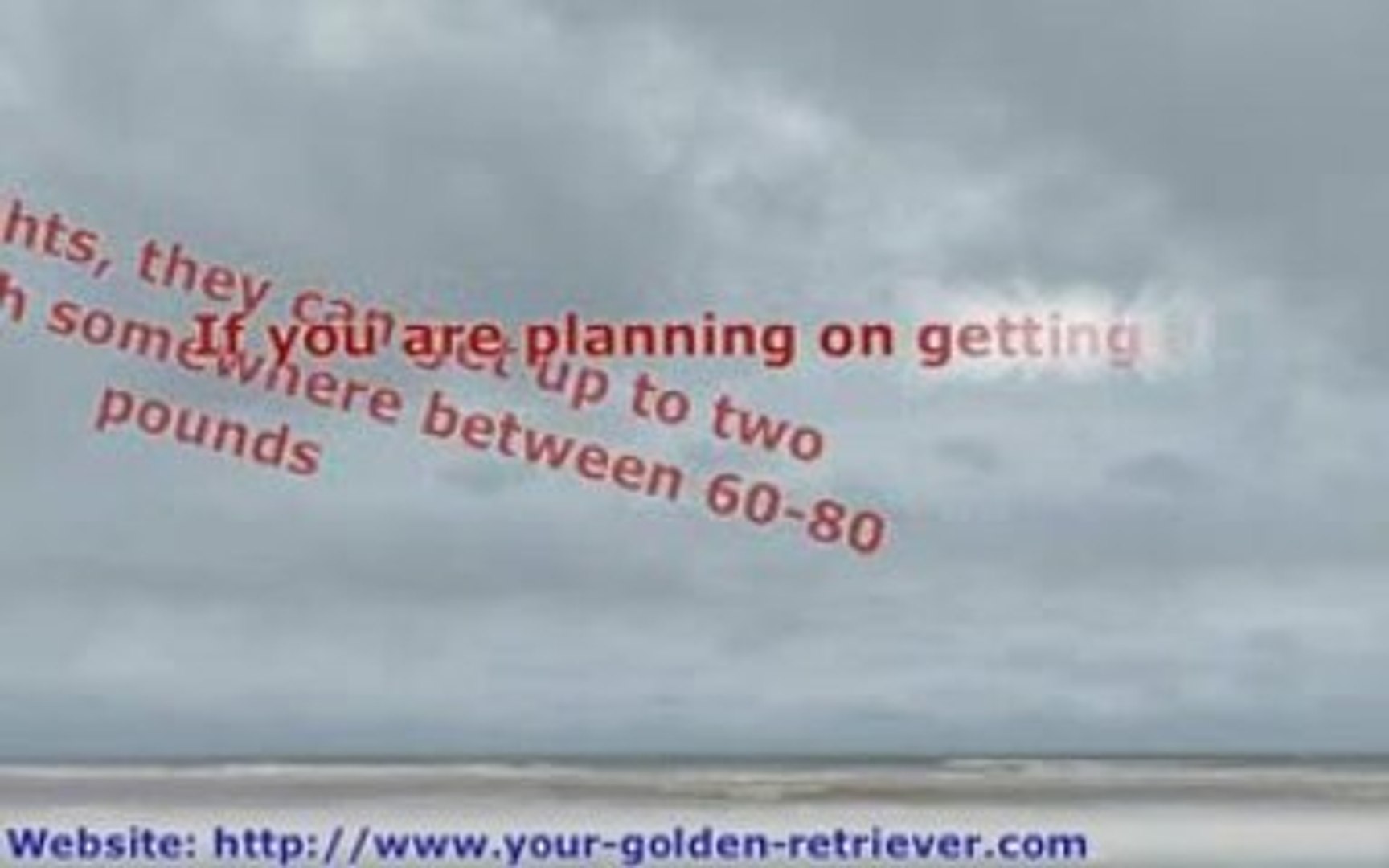 ⁣Golden Retriever Information