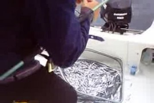 peche d anchois c est facile