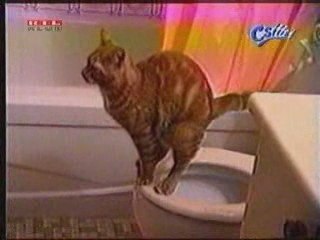 chat bien eduquer