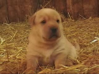 Les petits chiots de Chipie