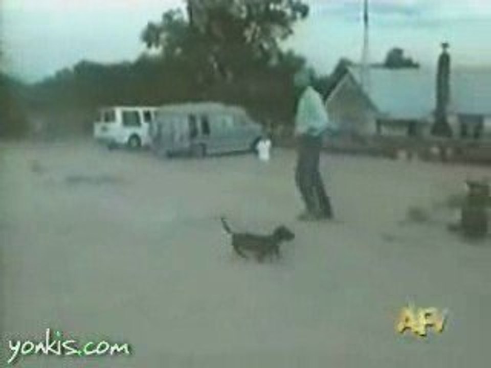 feu d'artifice tire par un chien