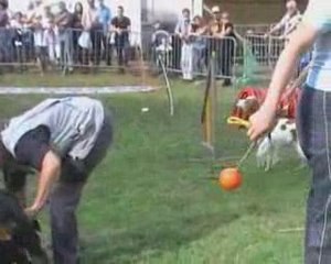 Foire aux Haricots - Démonstration de flyball