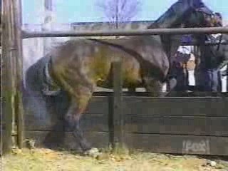 coup de pied de cheval