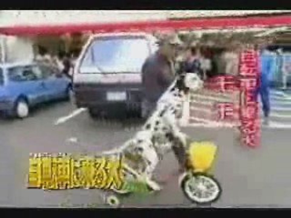 chien qui fait du velo