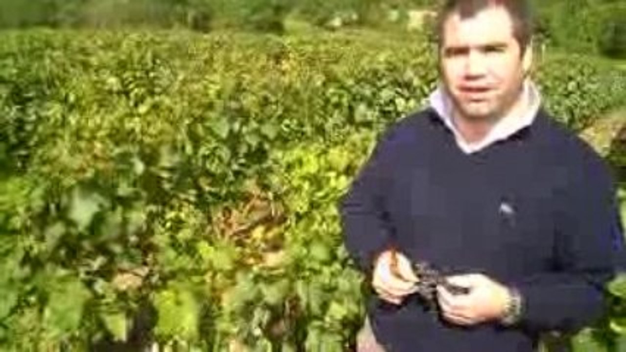Profil de la vendange 2009 en Champagne
