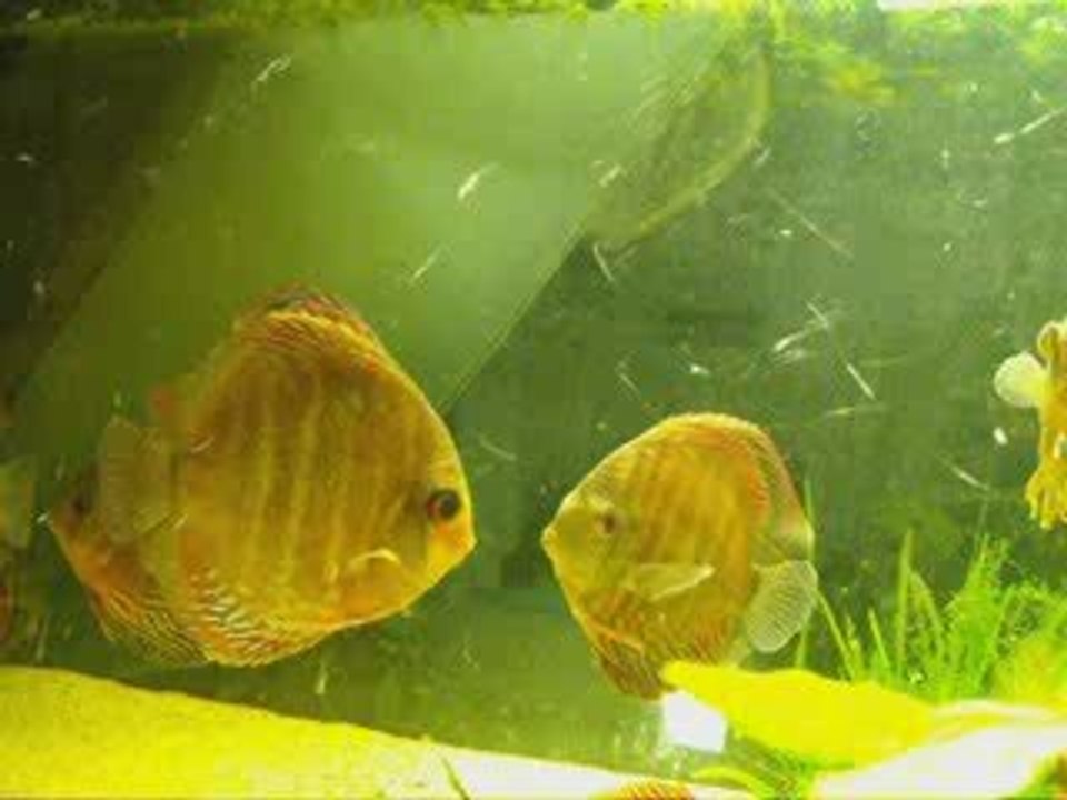 discus sauvage en troupeau