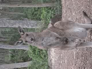 Maman kangourou et bebe