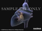 Heart Valves - Mechanism of Action (360 Rotation)