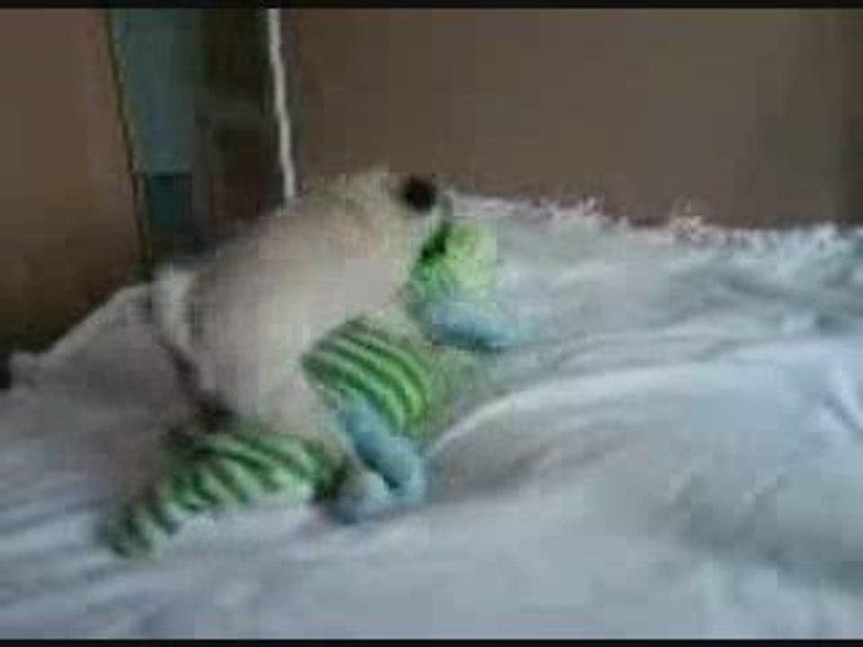 chuck sur sa peluche