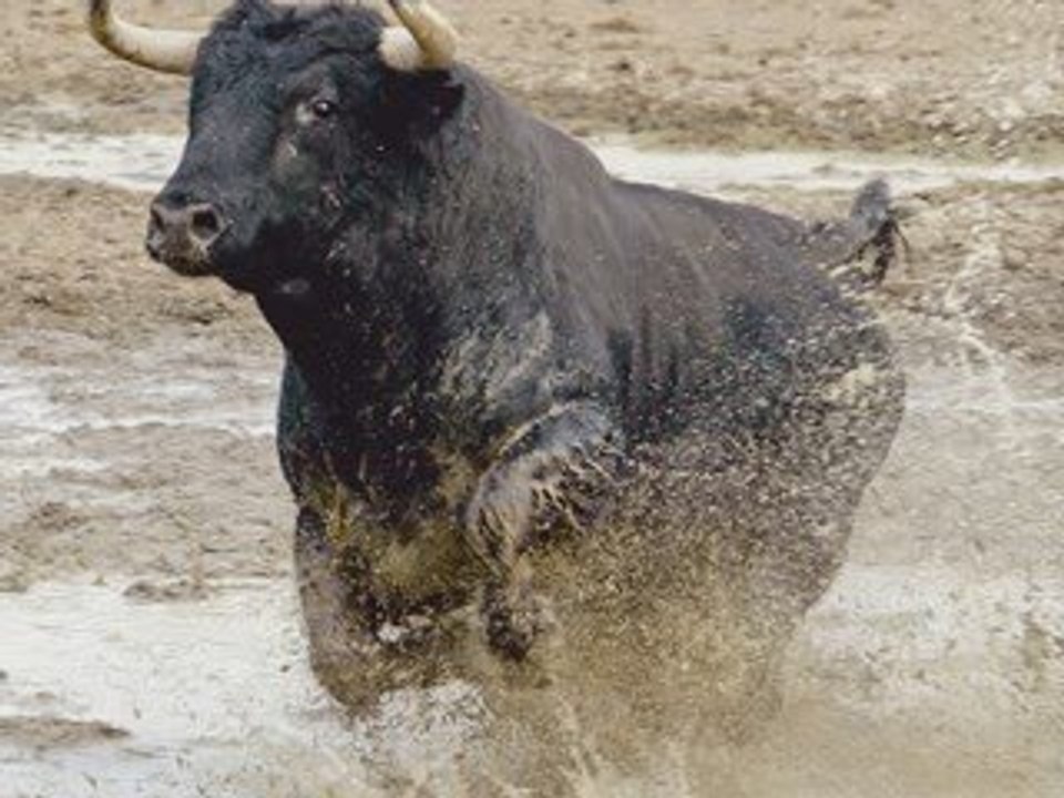 Que insolita es la fiesta brava