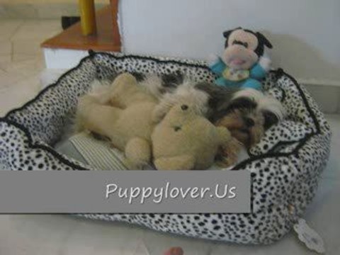 Cute Dog - Puppy With Her Sleeping Bed