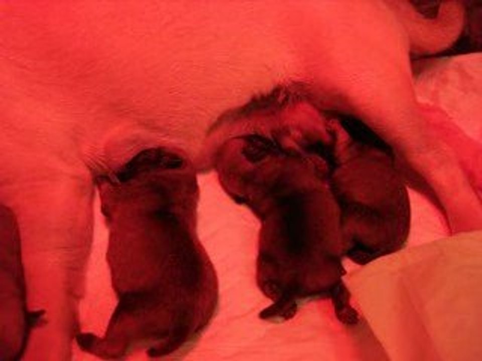 Babies