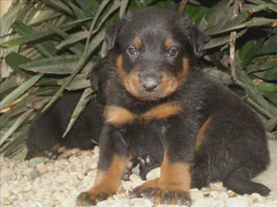 Chiots 4 semaine Vailla Ulysse_0001