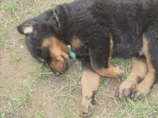 Chiots 6 semaines Tara et Avatar