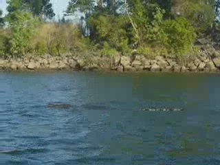 Un crocodile dans la Daintree River !
