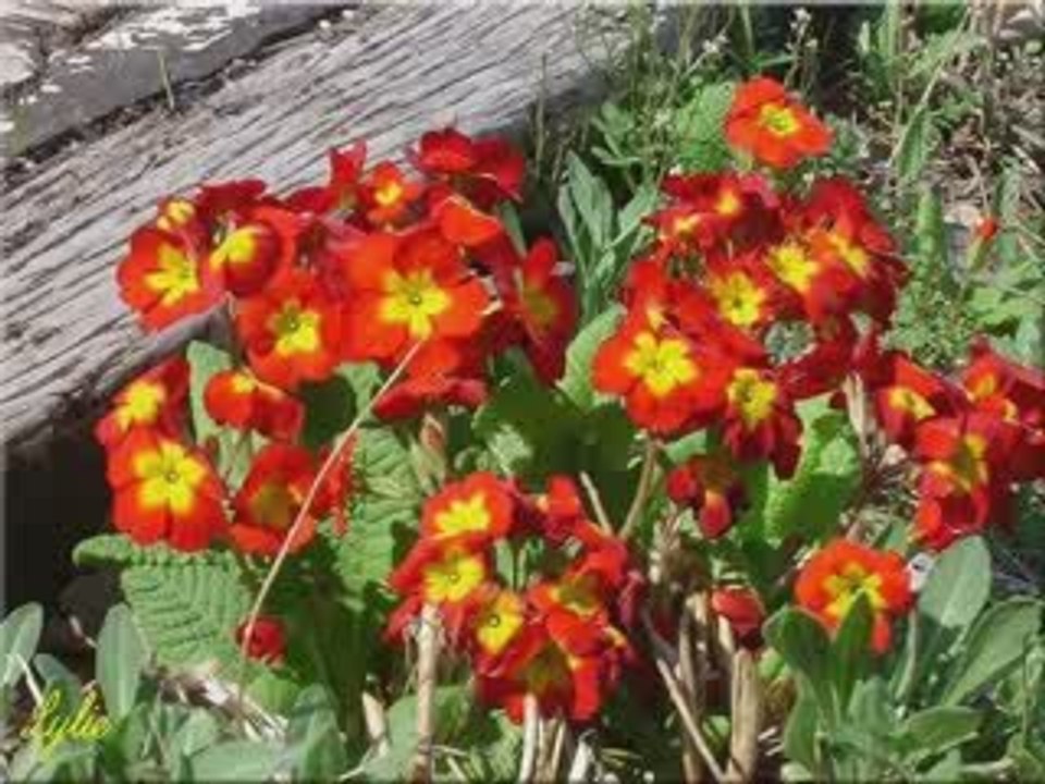Paysage et fleurs de chez moi - Printemps 2009
