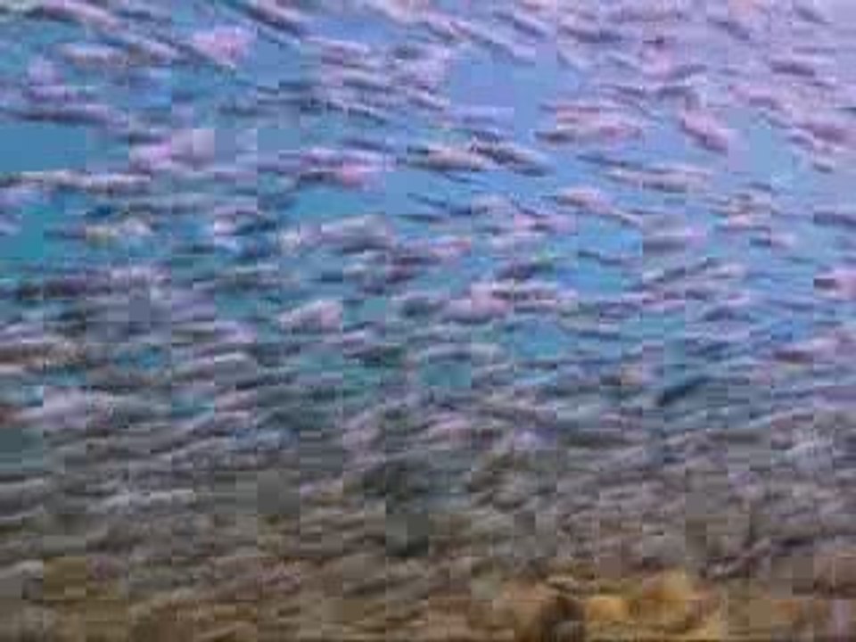 doc :  Requin tigre, la peur bleue  (2)