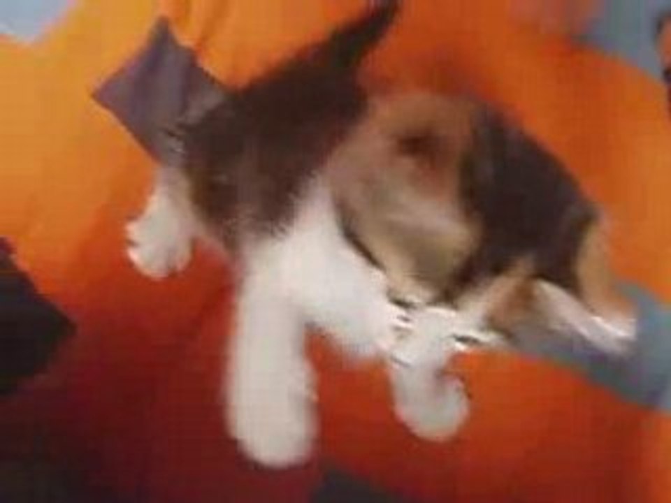 Raja notre petite panthere
