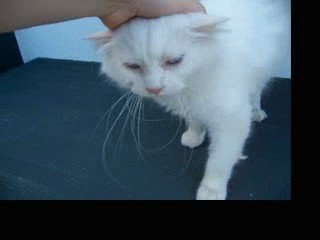 Adopt Ais, Young Adult Cat 🐱