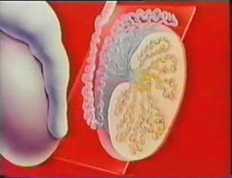 Sexualidad masculina: Anatomia y fisiologia