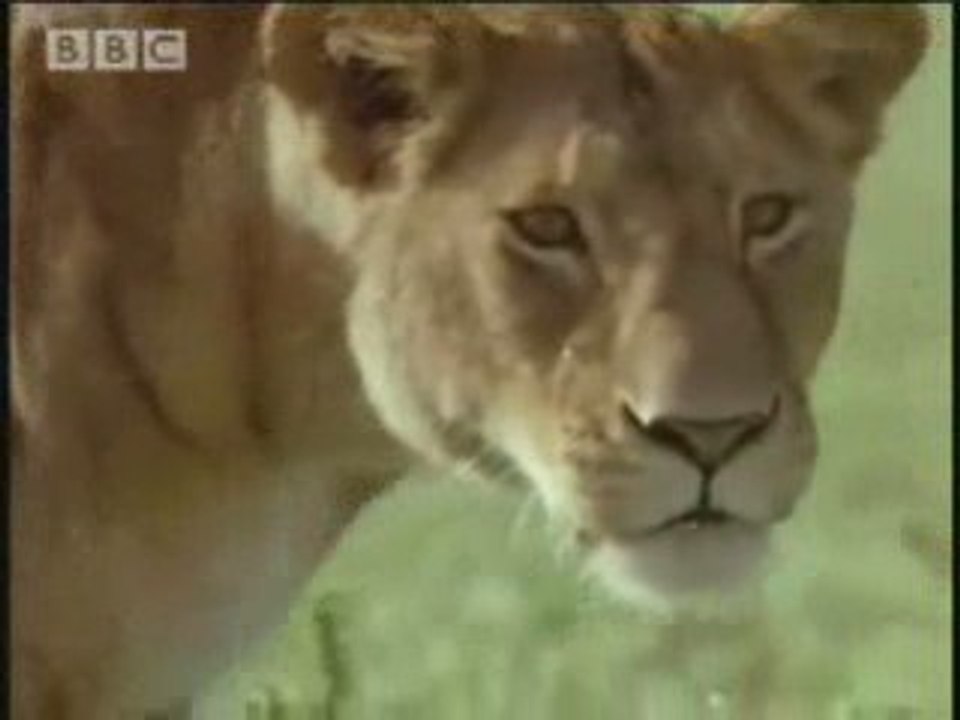 Lion Final