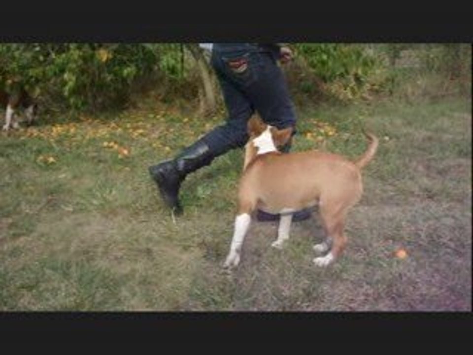 bull terrier sensi
