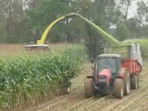 Ensilage maïs 4 mètres de haut avec une ensileuse 7450i