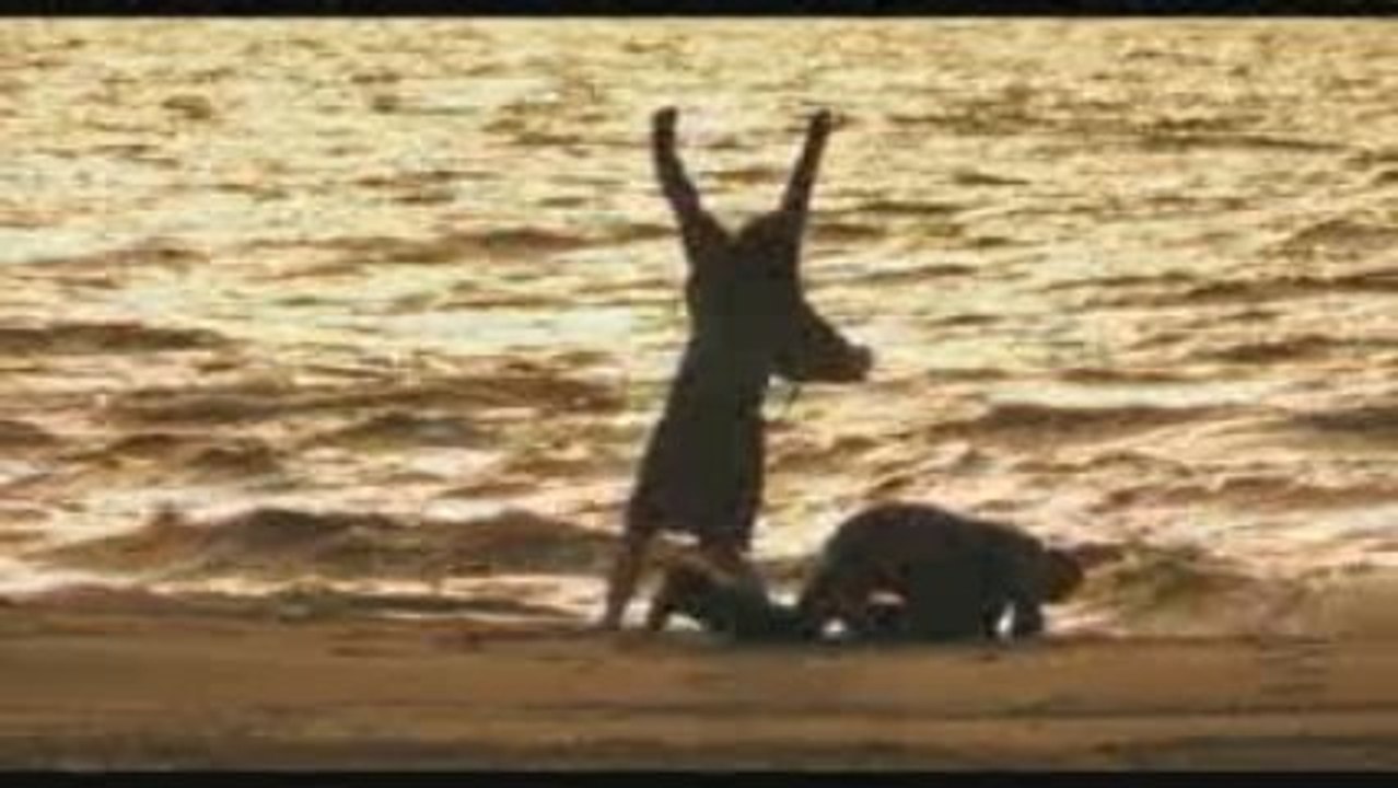 ZWEIOHRKÜKEN - offizieller Trailer #2 deutsch