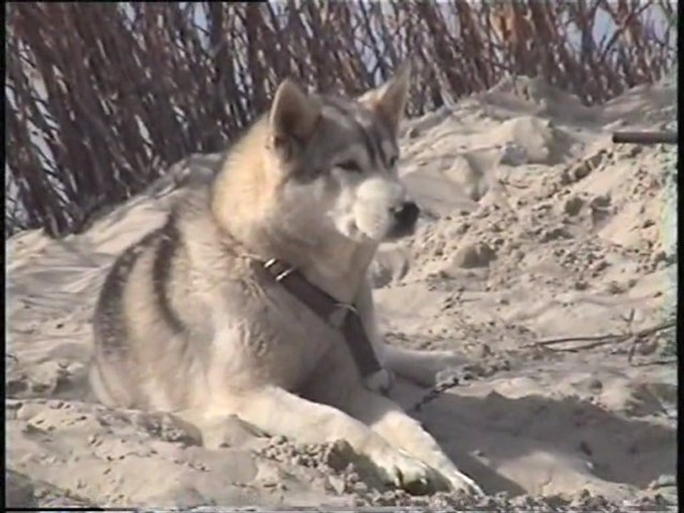 Raid dans la région de la Somme dans le parc du Marquenterre