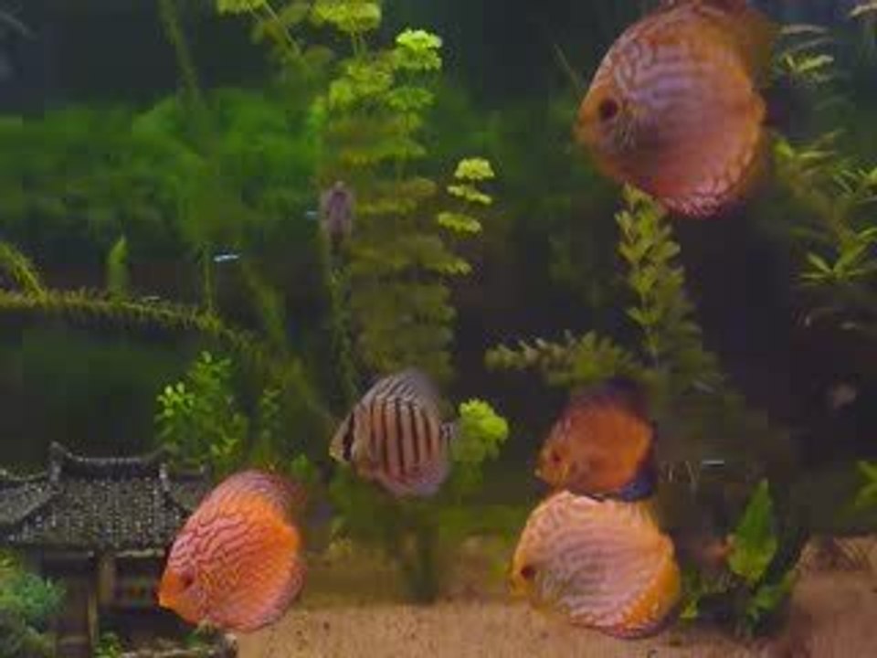 discus 1000L