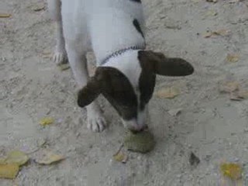 Peuch Le Chien joue l'artiste avec sa balle jaune