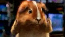 Guinea Pig Kung Fu