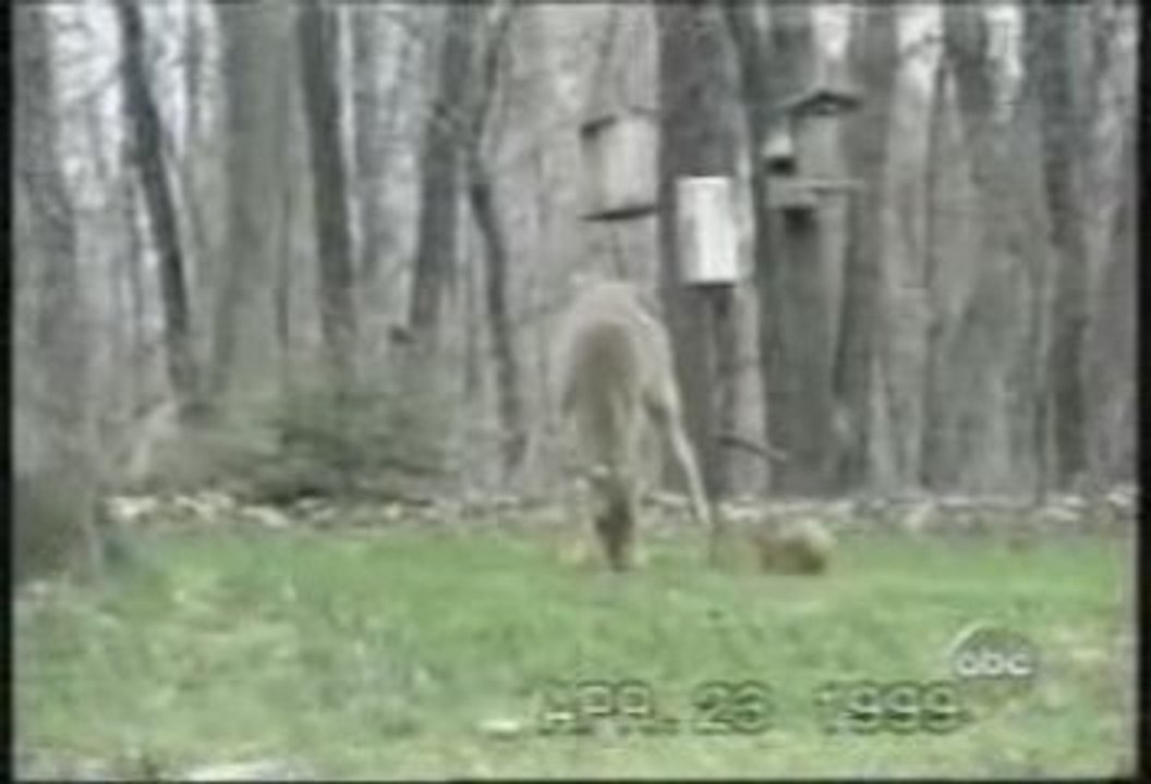 ECUREUIL vs BICHE