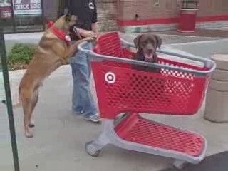 Sit Means Sit Having Fun with your Dogs!