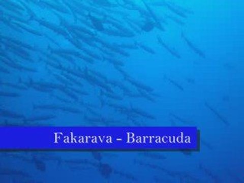 Aout 2009 Plongées en polynesie