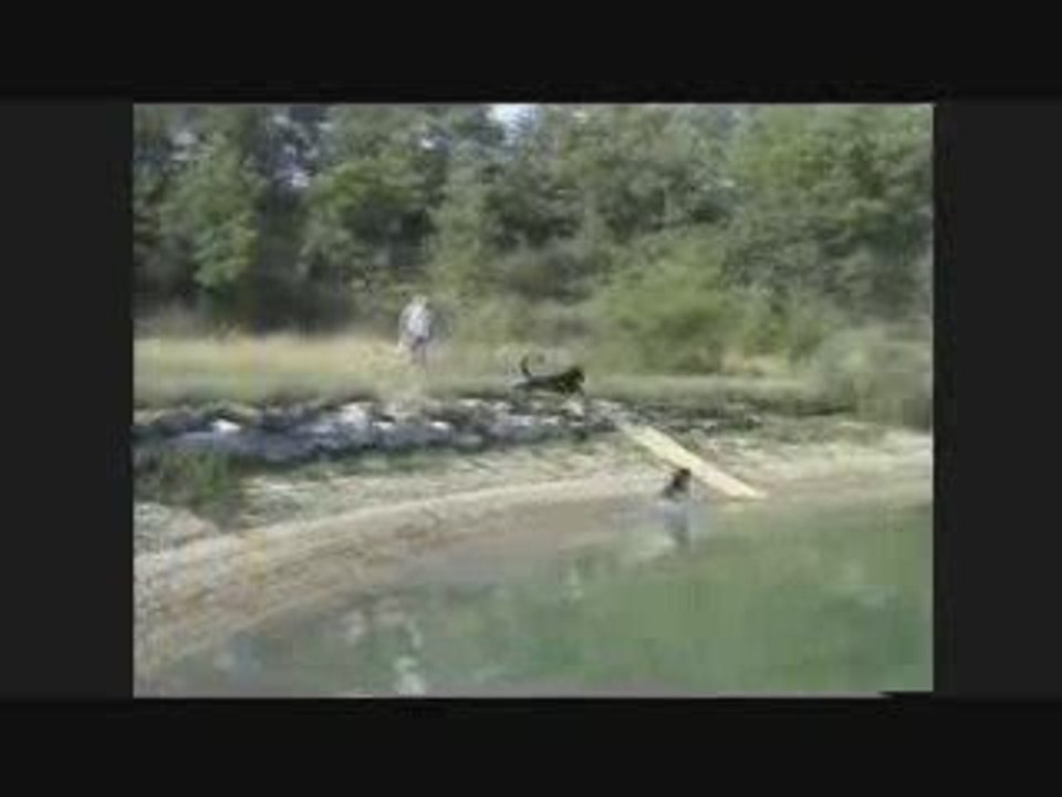 SAUT ET PLONGEON D' UN BERGER ALLEMAND EXCEPTIONNEL